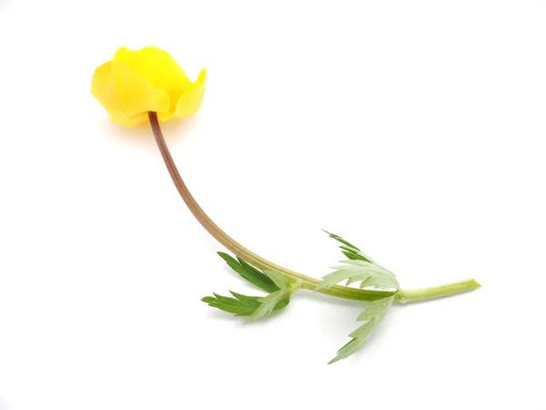 Globe flowers on a white background — Stock Photo, Image