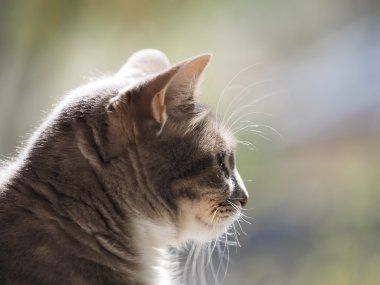 Gri bir kedinin portresi