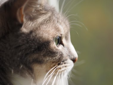 Gri bir kedinin portresi