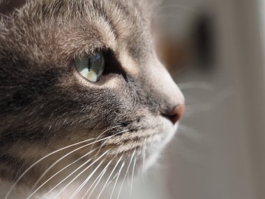 Gri bir kedinin portresi