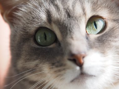 Gri bir kedinin portresi