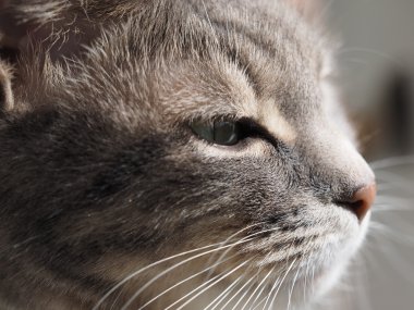 Gri bir kedinin portresi