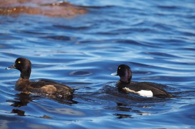 Tepeli ördek göl kenarında