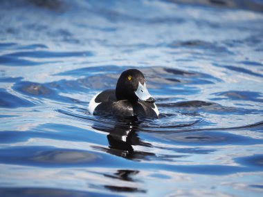 Tepeli ördek göl kenarında