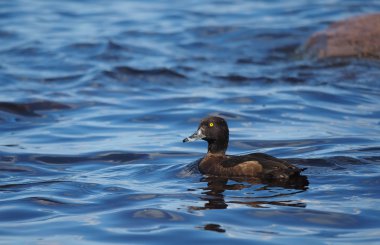 Tepeli ördek göl kenarında