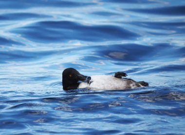 Tepeli bir gölde temizlenmiş ördek
