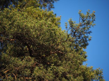 Çamın dalları ağaç üzerinde