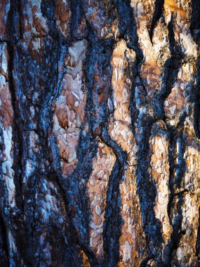 çam kabuğu. arka plan