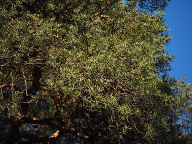 Çamın dalları ağaç üzerinde