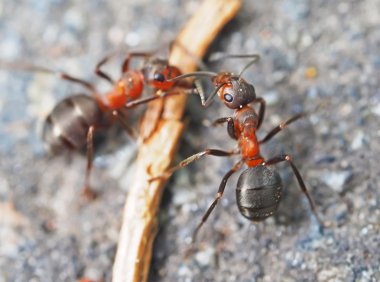 kaldırıma karıncalar