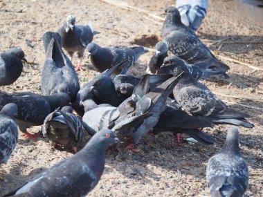 bir sürü güvercin kum