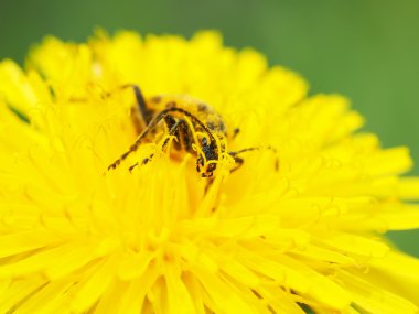 böceği longhorn böceği bir çiçek üzerinde