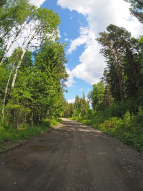 ormanda yol