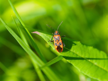Asker hata üzerindeki yaprak
