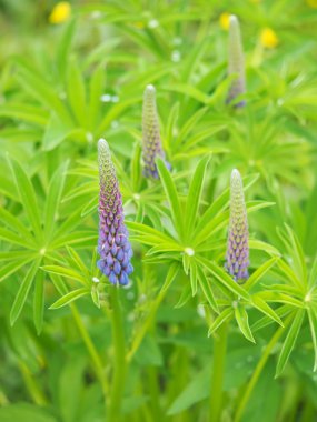 ormanda kurt çiçekler