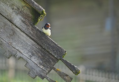 Bir ahşap evin kenarında oturan yutmak