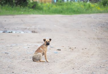 Köyün de yol köpek yavrusu