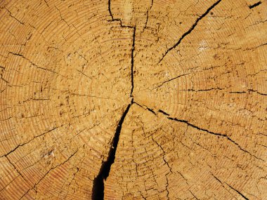 çam kesti. Arka plan