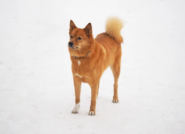 Rosso Husky Nella Neve — Foto Stock