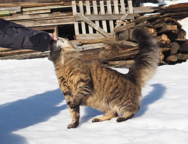 Γάτα Στο Χιόνι — Φωτογραφία Αρχείου