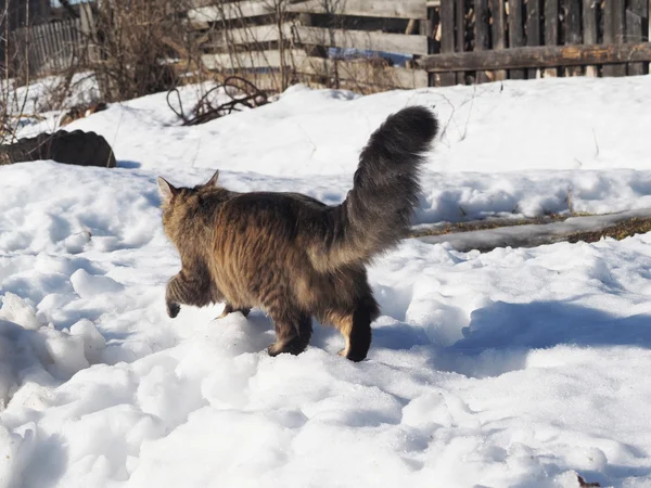 Kočka Sněhu — Stock fotografie