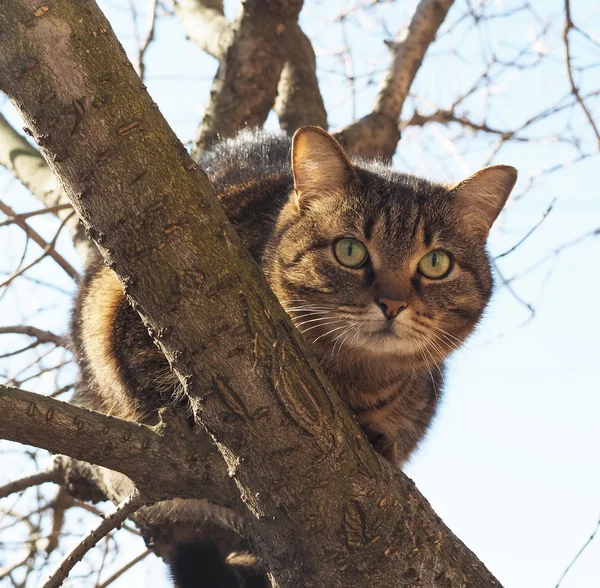 Γάτα Δέντρο — Φωτογραφία Αρχείου