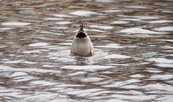 湖のカモ逆さま — ストック写真