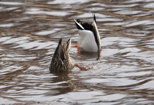 Enten kopfüber in einem See — Stockfoto