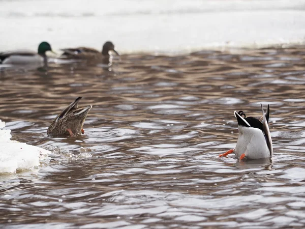 Enten kopfüber in einem See — Stockfoto