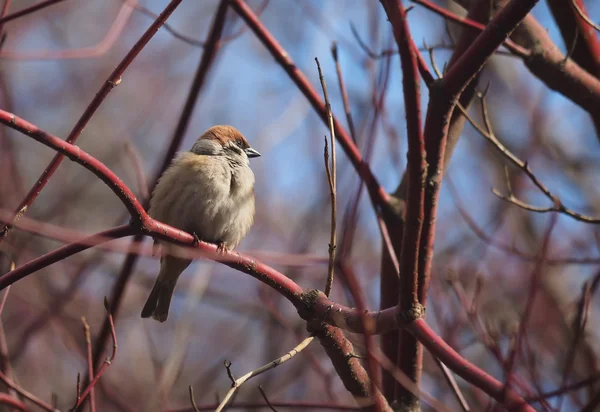 Mus op een tak in het bos — Stockfoto