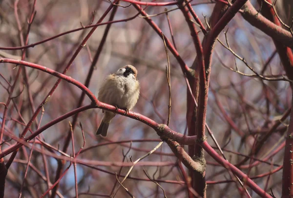 Vrabec na větvi v lese — Stock fotografie
