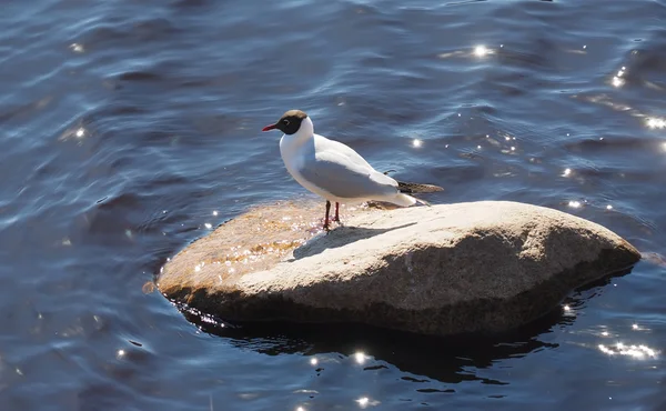 Seagull on the lake — Stock Photo, Image