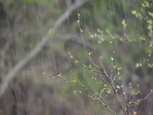 Birch twigs in the rain — Stock Photo, Image