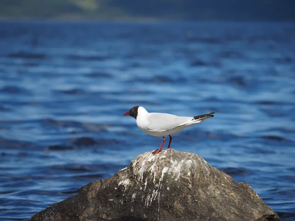 Möwe auf dem See — Stockfoto