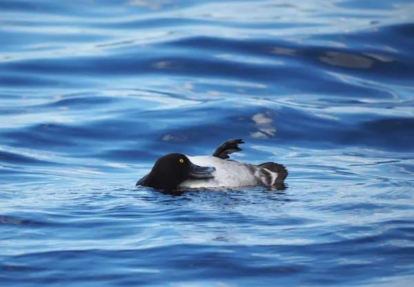 Pato copetudo limpiado en un lago — Foto de Stock