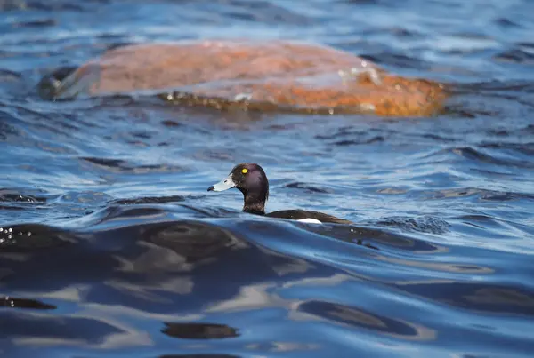 Tufted duck on the lake — Stock Photo, Image