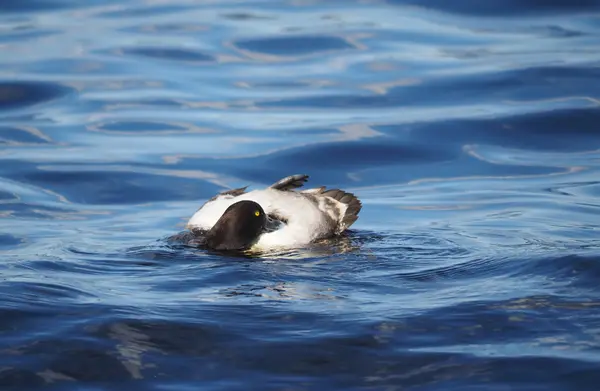 Pato copetudo limpiado en un lago —  Fotos de Stock