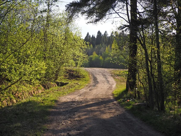 Ormanda yol — Stok fotoğraf