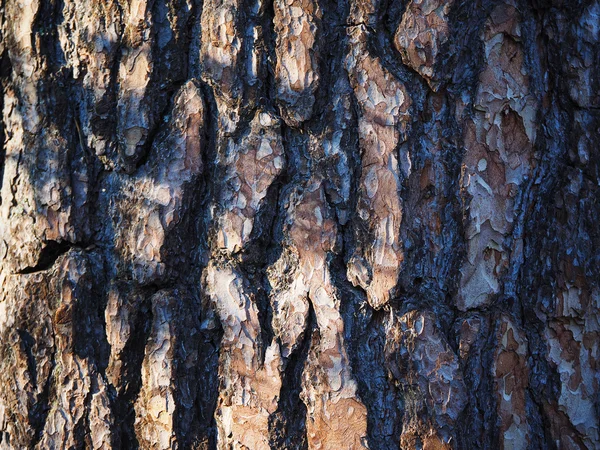 De schors van de pijnboom. achtergrond — Stockfoto