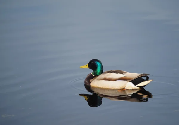 Πάπια mallard στη λίμνη — Φωτογραφία Αρχείου