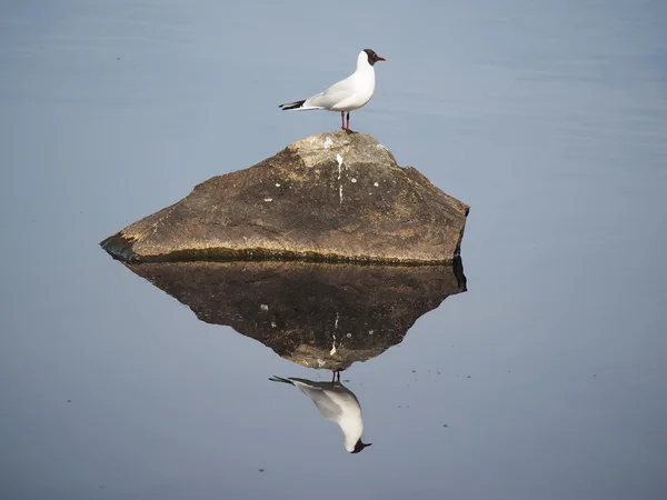 Seagull on the lake — Stock Photo, Image