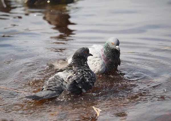 Tauben baden im See — Stockfoto