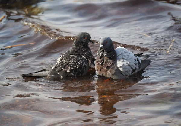 Pombos tomam banho no lago — Fotografia de Stock