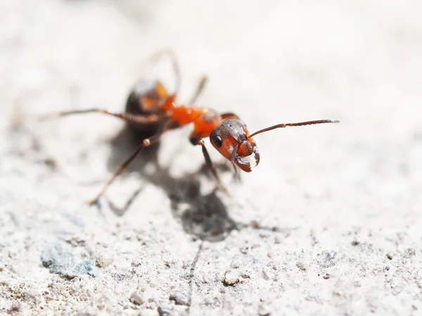 Ants on the pavement — Stock Photo, Image