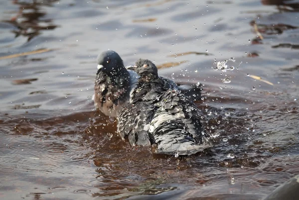 Pigeons bathe in lake — Stock Photo, Image