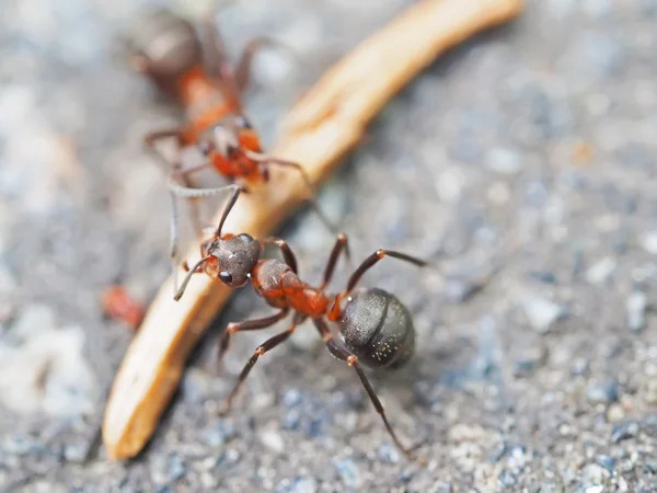 Ameisen auf dem Bürgersteig — Stockfoto