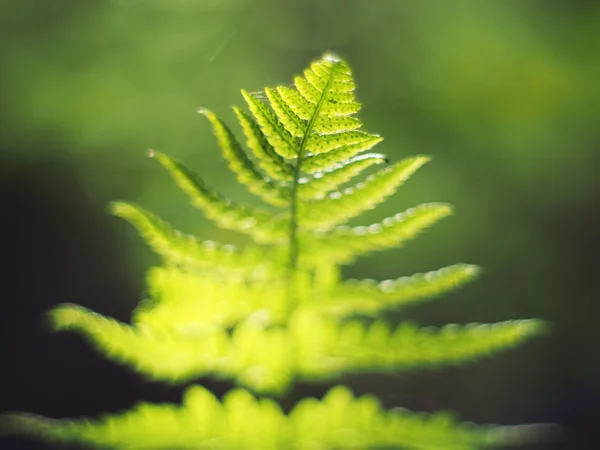 Samambaia sai na floresta — Fotografia de Stock