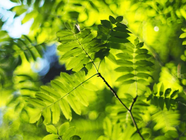 Foglie di sorbo nella foresta — Foto Stock