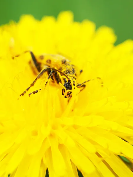 一朵花甲虫角甲虫 — 图库照片