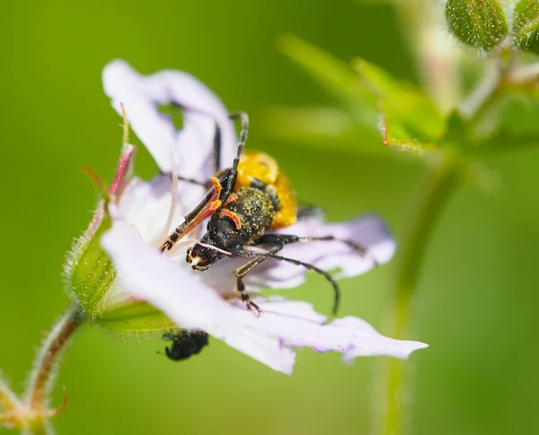 Beetle långhorningar på en blomma — Stockfoto